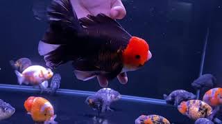 Very Beautiful and good quality goldfish  Goldfish Thailand [upl. by Aimaj]