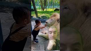 Little Kid Trying To play With Lion shorts kid lion [upl. by Nomzzaj]