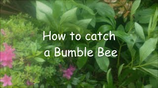 How to catch a Bumble Bee [upl. by Melmon]