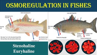 Osmoregulation in Pisces  Euryhaline and Stenohaline  Osmoregulator  Osmoconfermers  Euryhaline [upl. by Margetts269]