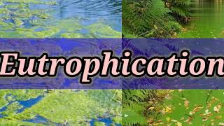 Eutrophication  Causes  Algae Bloom  Classification  Civil Engineering  Shiwani Jha [upl. by Kilar]