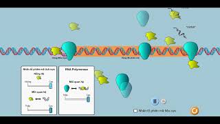 Tổng hợp mRNA và vai trò của vùng điều hoà [upl. by Fulton]