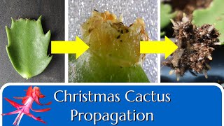 Christmas Cactus Propagation by quotLeafquot Cuttings [upl. by Bianca]