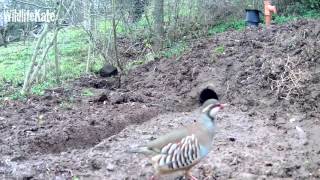 Redlegged partridge [upl. by Geehan]