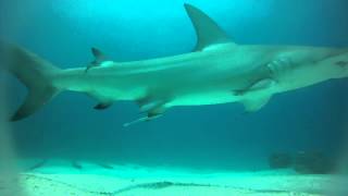 Hammerhead Sharks Little Corn Island Nicaragua with Dolphin Dive [upl. by Saihtam]