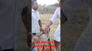 देखिए बकरी चरवाहा ने राहगीर को कैसे लूटाshortsvideo viral comedy [upl. by Nirrok]