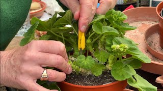 Mid April  Part Two Taking Zonal Pelargonium Cuttings [upl. by Nilo]