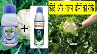 Uses of Natcore and Natligo in Cauliflower IndianFarmer VillageKisan [upl. by Roana903]