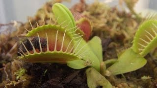 食虫植物 ハエトリソウの捕虫 Dionaea 2コメだ [upl. by Ecenahs]