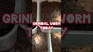 Grindal worm bettafish betta cupang ikancupang ikan ikanhias shortvideo shorts [upl. by Barraza]