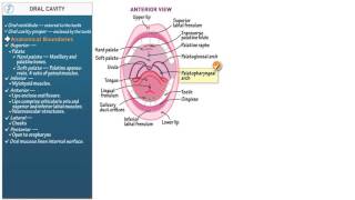 Anatomy and Physiology Oral Cavity [upl. by Okir]