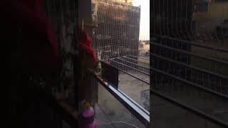 Pigeor net installation balcony Ac cover good service contact me 9456807848 installationsolution [upl. by Ahsitra]