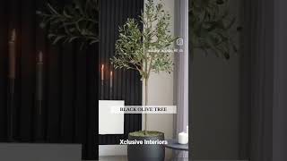 Large Plants That Will Make your Home Look Luxurious Luxurious plants homedecor [upl. by Milman]