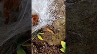 Orange Baboon Tarantula Feeding Time [upl. by Waylon62]