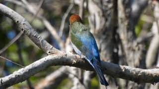 Nice back colours of Rainbow Beeeater [upl. by Lemcke691]