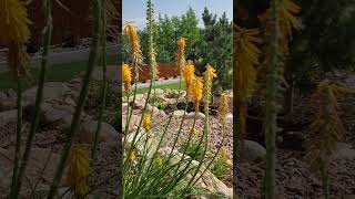 How to Deadhead Red Hot Pokers [upl. by Evreh]