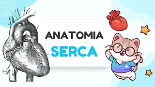 ANATOMIA SERCA [upl. by Raab]