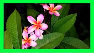 How To Grow Frangipani From Cuttings  Frangipani Plumeria Propagation [upl. by Esilahs]