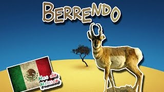 Berrendo El corredor de los desiertos Animales del Mundo Mes de México [upl. by Electra]