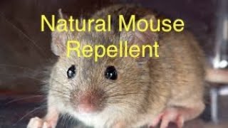 Natural Mouse Repellent [upl. by Lebna]