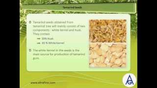 Altrafine Gums  About Tamarind Gum Powder and Properties of Tamarind Kernel Powder [upl. by Nmutua986]