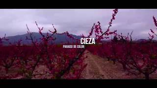 Floracion de Cieza 4K [upl. by Worra]