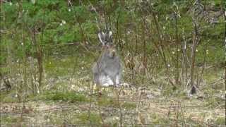 Grohare Hare Lepus timidus 03062012 [upl. by Cati684]