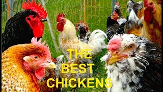 TOP 20 The best chicken breeds for homestead farming selfsufficient egg layers and table fowl [upl. by Chassin]