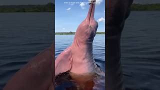 Dangerous dolphin in Amazon youtubeshorts shorts [upl. by Adnolrehs]