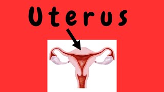 Uterus [upl. by Franky40]