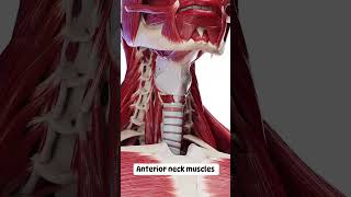 Anterior Neck Muscles animation anatomy shorts [upl. by Akihsat]