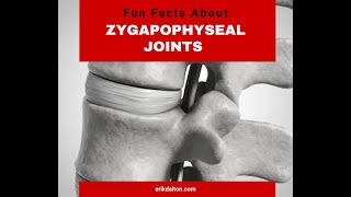 Fun Facts About Zygapophyseal Joints Z Joints  Erik Dalton [upl. by Wilmar]