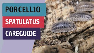 Porcellio Spatulatus The Unique Isopod Species You Need to Know [upl. by Adnirod551]