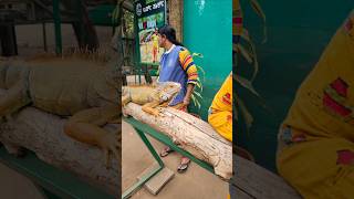 Reptile Nisargadhama  part1 reptiles birds nisargadhama coorg shorts bigthonda thonda vlog [upl. by Gasper]