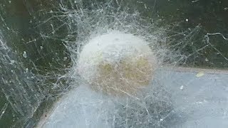 La chrysope verte Chrysoperla carnea Tissage du cocon par André Lequet [upl. by Eical]