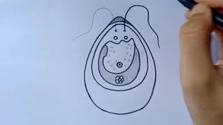 chlamydomonas diagram  chlamydomonas diagram drawing  how to draw a chlamydomonas diagram [upl. by Tore]