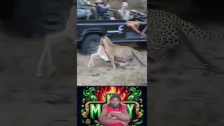 Watch this as Leopard steals the day [upl. by Eshelman682]