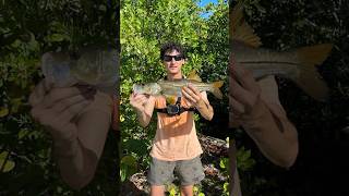 Reeled In A Snook From The Mangroves In The Florida Keys 🌴🎣 fishing fish shorts viralshorts [upl. by Llenrod546]