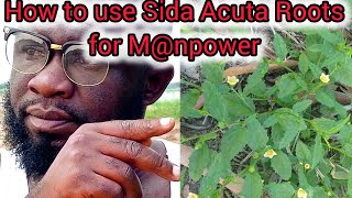 How to use Sida Acuta Roots for Mnpower [upl. by Doowron]