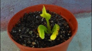 How to grow a Cashew Nut Tree in 12 Days from Seed nut [upl. by Nilat]