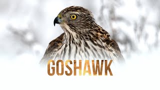 WILDLIFE PHOTOGRAPHY With Nikon Z6  Goshawk  Tamron 150600 VS Nikon 200500 [upl. by Thaddaus464]