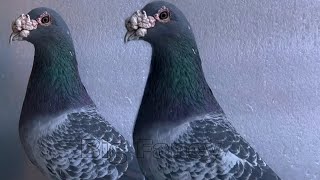 quotBest Racing Pigeon Breeding Cage Setup  Pigeon Breeding Season amp Daily Activityquot [upl. by Idnerb53]