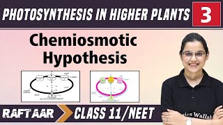 Photosynthesis in Higher Plants 03  Chemiosmotic Hypothesis  Class11NEET  RAFTAAR [upl. by Atena]