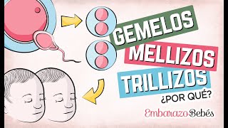 Por qué se forman GEMELOS MELLIZOS Y TRILLIZOS 👶🏼👶🏼 ¿Qué diferencia hay [upl. by Dekeles]