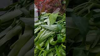 kangkunghidroponik kangkung hidroponik [upl. by Jewelle]