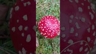 Is this fly agaric [upl. by Ul]