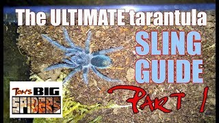 The Ultimate Tarantula Sling Guide  Part 1 [upl. by Navlys]