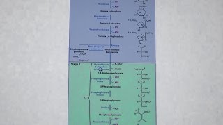 Aherns Biochemistry 22  Glycolysis II [upl. by Gruver]