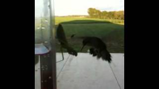 Praying Mantis Snags Hummingbird [upl. by Creight]