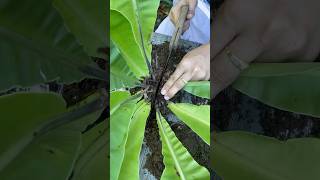 Giant fern propagation [upl. by Atalya]